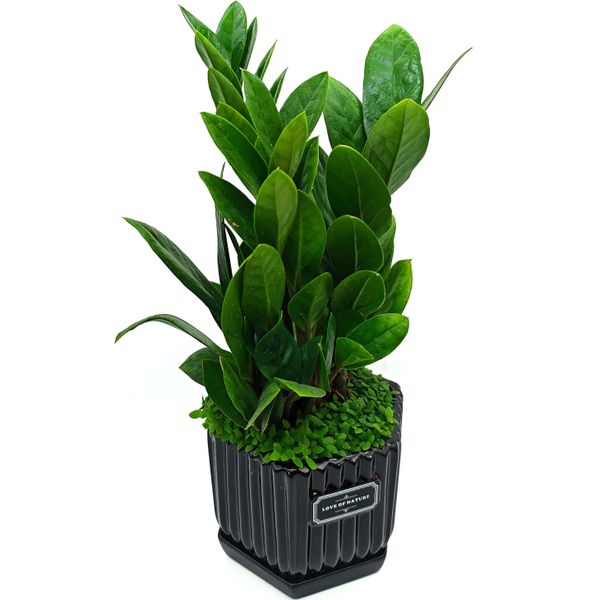 Замиокулькас в случайном горшке D10 H25