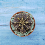 Gymnocalycium Friedrichii (Гимнокалициум)