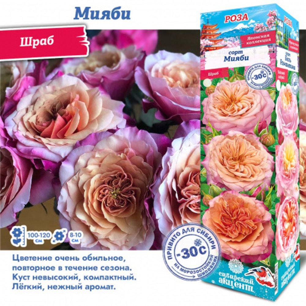 Роза Мияби (Японский/Шраб)