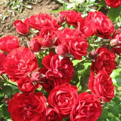 Роза Кордула флорибунда саженец с ЗКС.