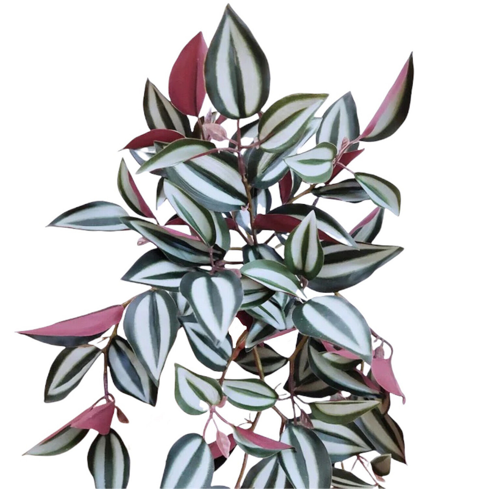 Традесканция Бордо 50 см.