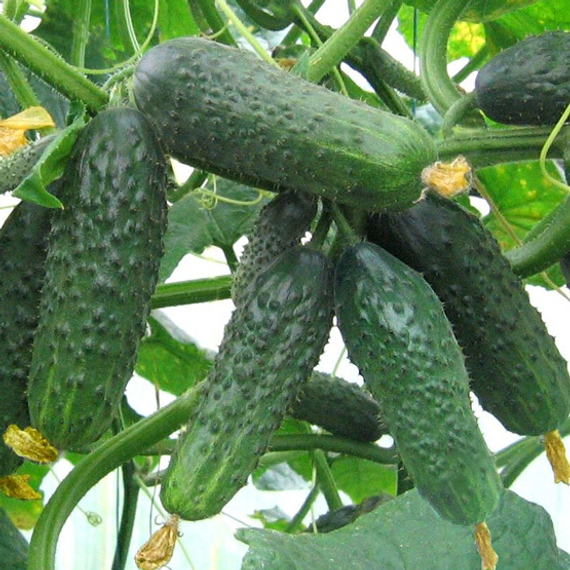 САТИНА F1 семена огурца Nunhems купить – фото 2