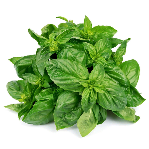 Эмили семена базилика (Enza Zaden / ALEXAGRO) культура – фото 2