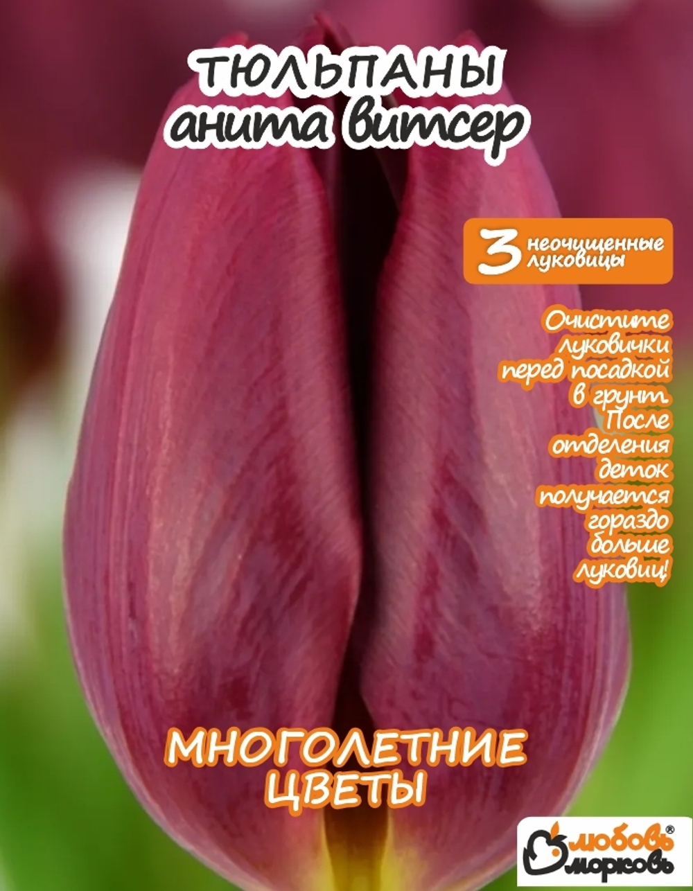 Тюльпан Луковица, Анита Витзер, 3+шт