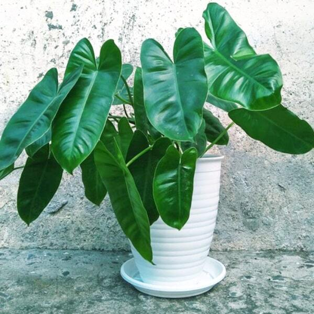 Филодендрон BURLE MARX GREEN