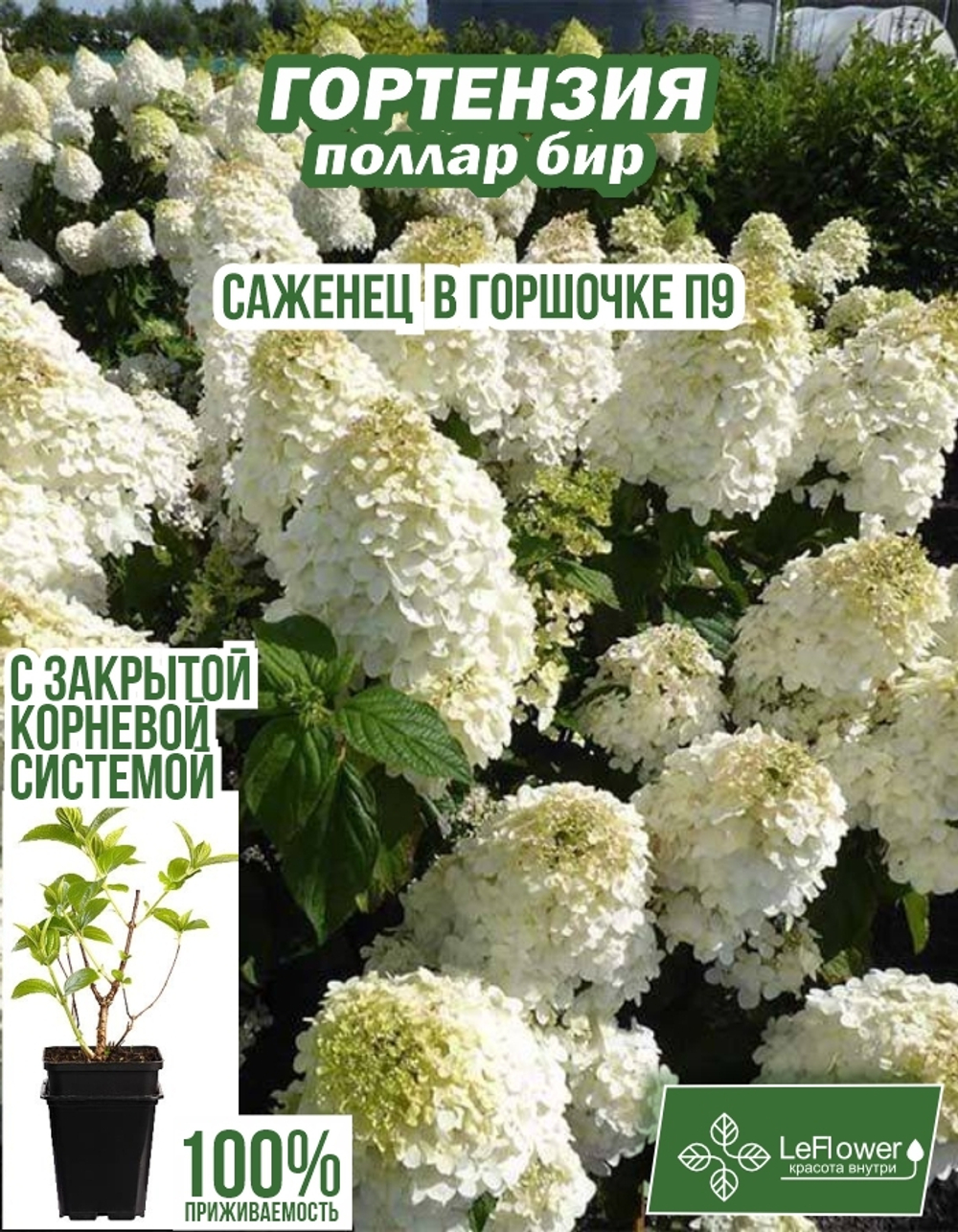 Саженец, Гортензия, Полар Бир