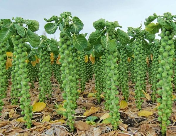 Такой полезный бельгийский бутан! Брюссельская капуста при диабете…