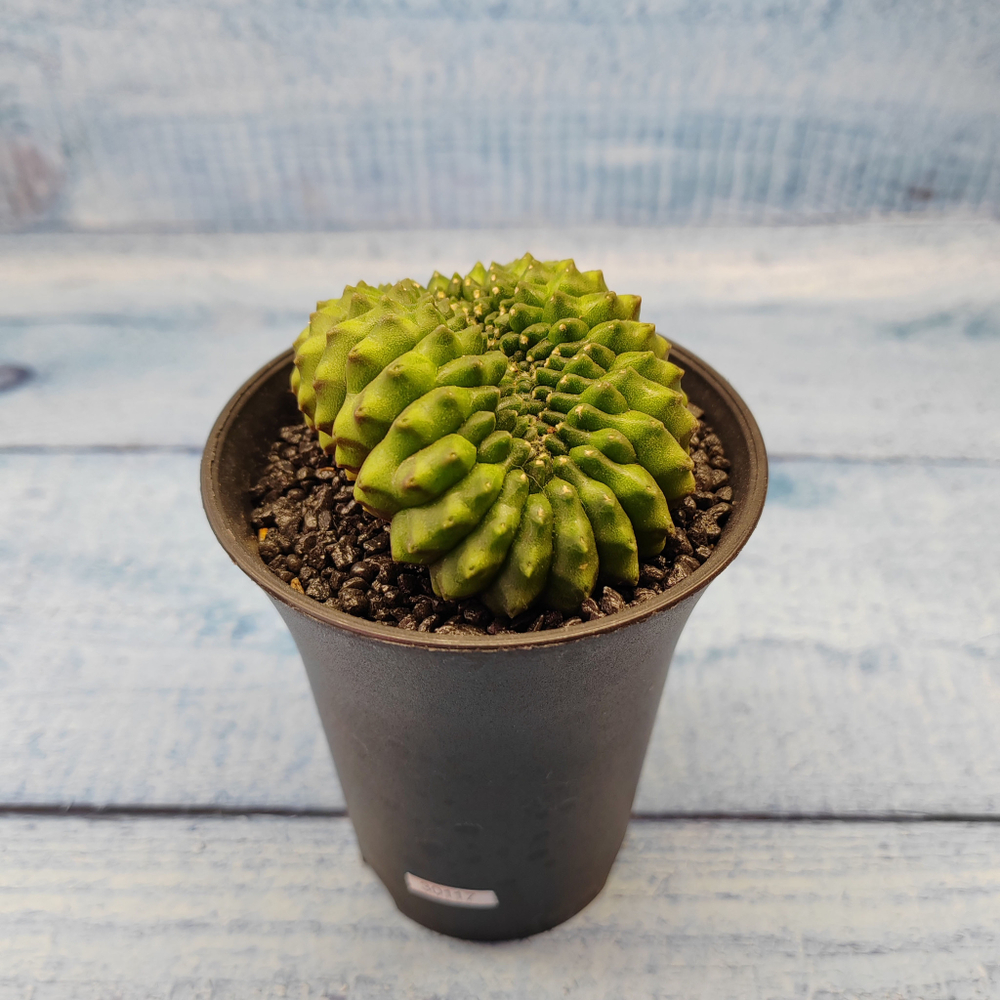 Gymnocalycium Spineless Crested form (Гимнокалициум Кристатный)