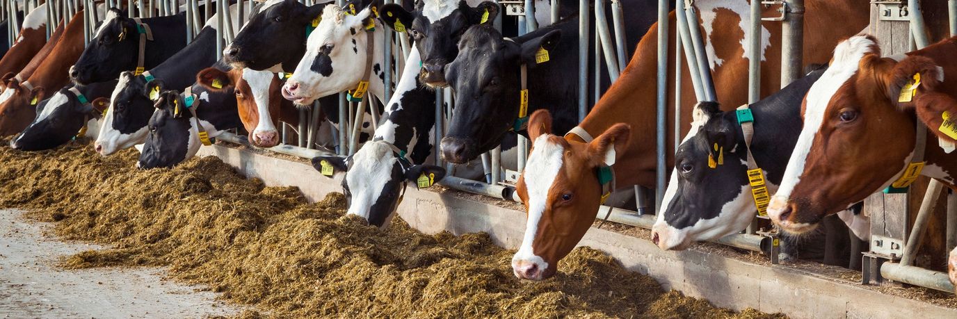  КОРМА И КОРМОВЫЕ ДОБАВКИ