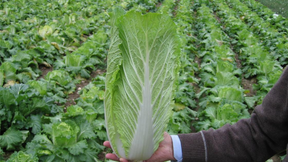 Таранко F1 семена капусты пекинской (Bejo / Бейо)