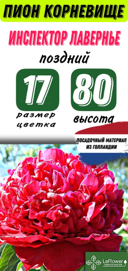 Пион Корневище, Инспектор Лавернье, 3+ почек, 1шт