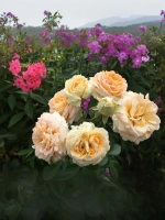 Роза шраб Ла Калессон