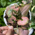 Сингониум AOM STINGRAY