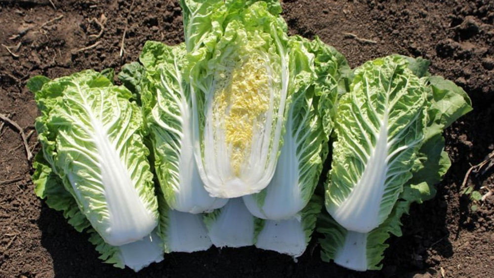 Капуста пекинская Капелла F1 10шт Мировые Семена VITA GREEN