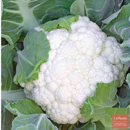 Капуста цветная Опаал F1