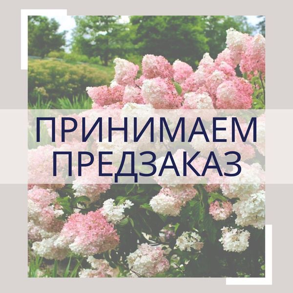 Предзаказ саженцев на весну 2025