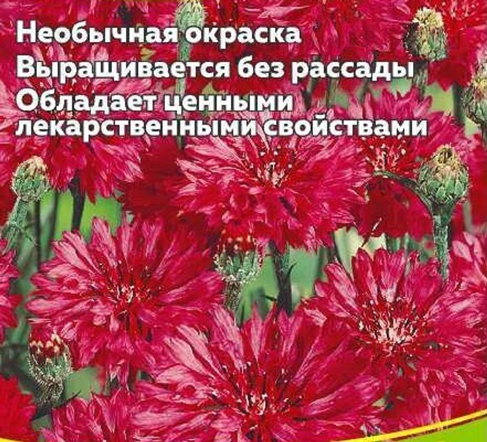 Василёк Ред Бол