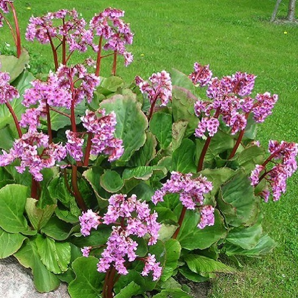 Бадан сердцелистный Rotblum