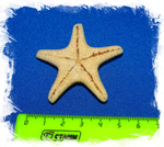 Protoreaster nodosus 2,5-5см
