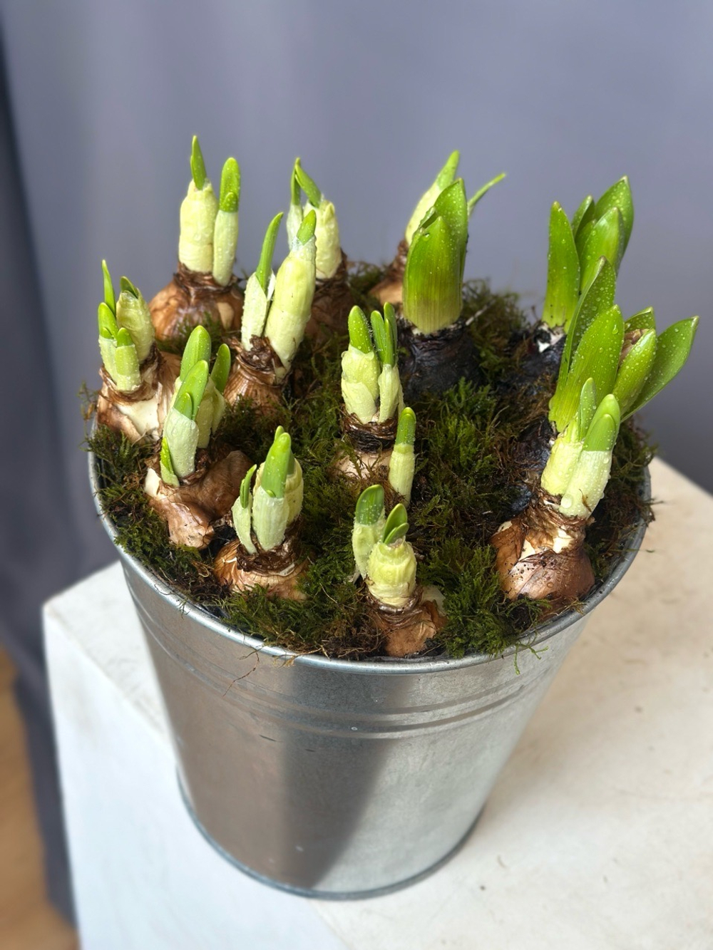 Hot garden offer #06p