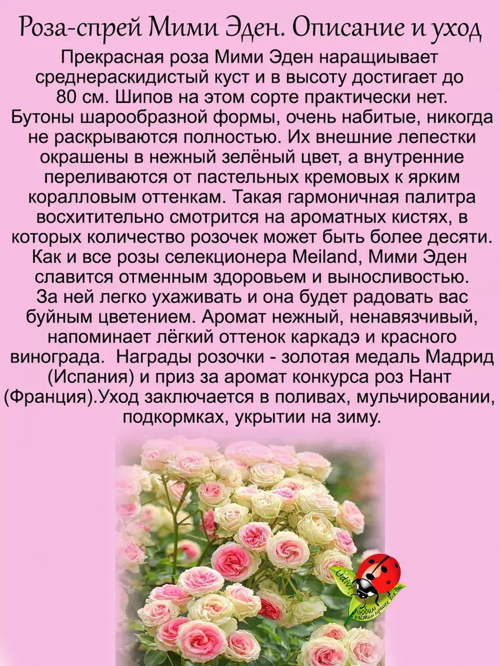 Роза Мими Эден спрей букетная