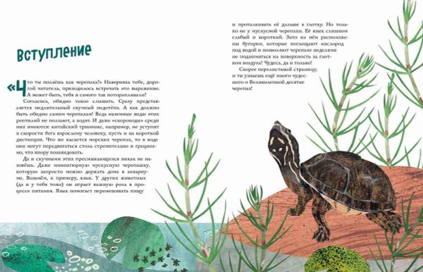 Черепахи. Великолепная десятка