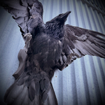 Чучело ворона