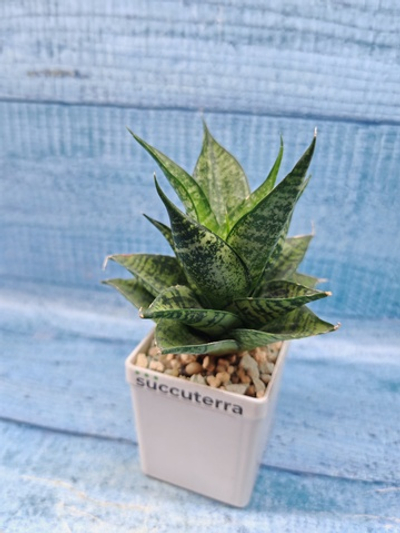 Sansevieria Brilliant Crown (Сансевиерия)