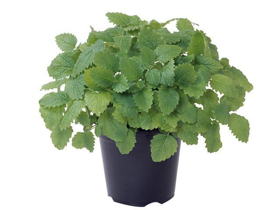 Лемона семена базилика (Enza Zaden / ALEXAGRO) продукт – фото 3