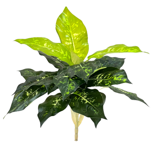 Диффенбахия куст 45 см