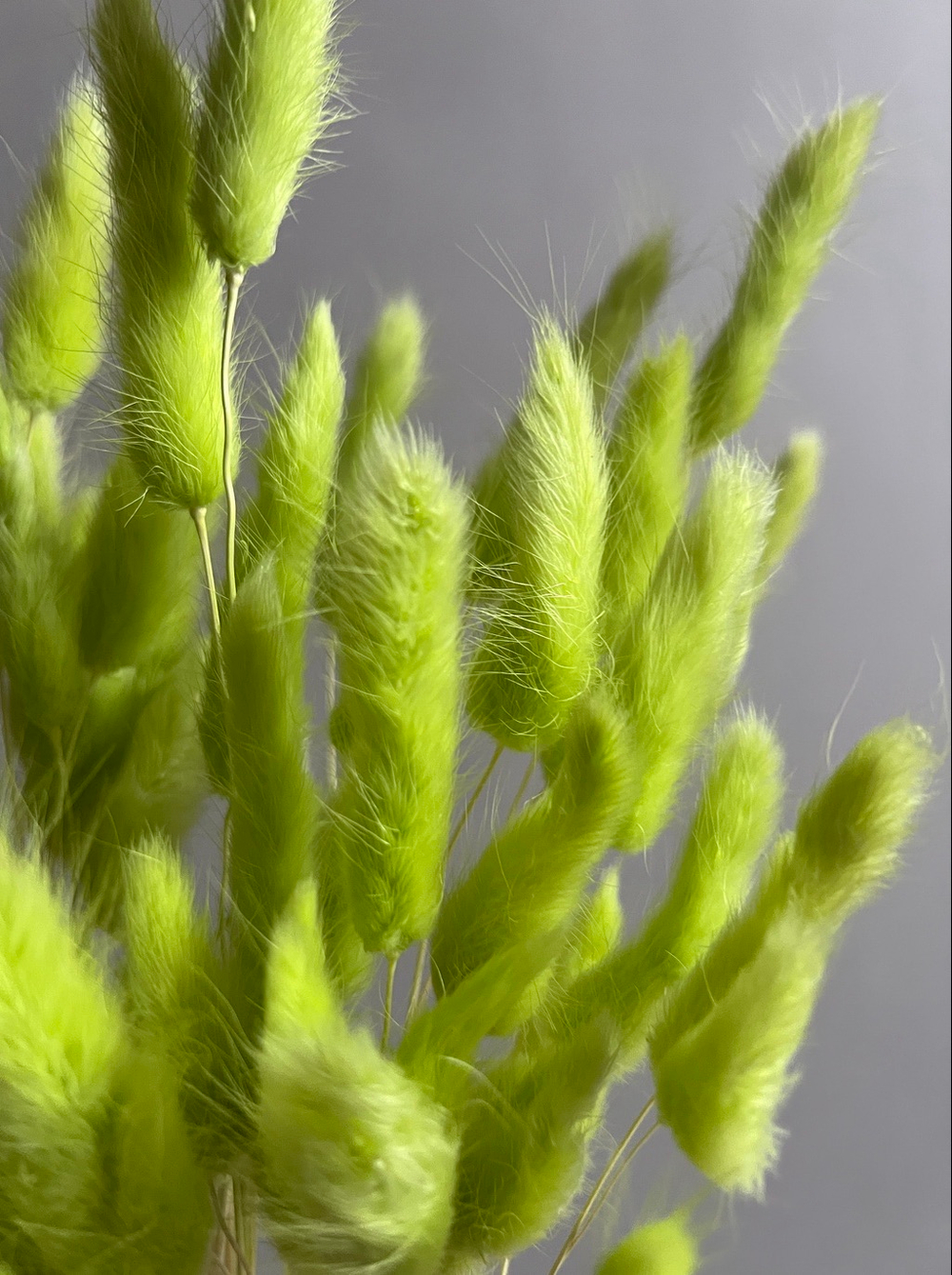 Лагурус зеленый