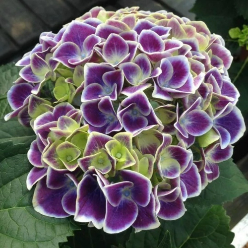 Тиволи (Крупнолистная гортензия)