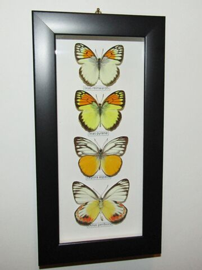 Бабочки Белянки в рамке