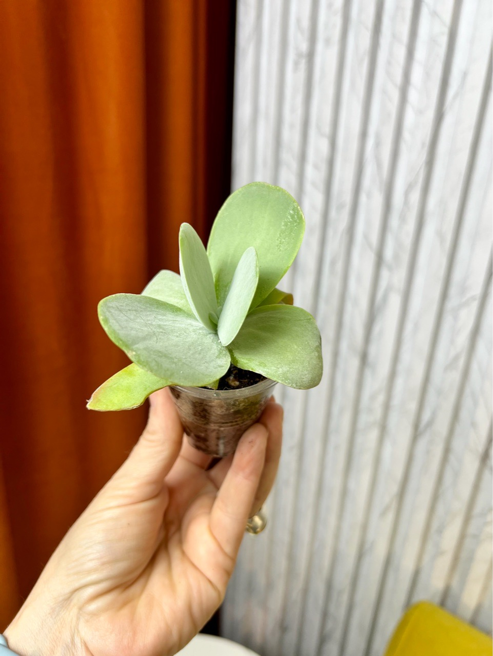 Каланхоэ Турсифлора, D5см H12см, 1шт, Urban Jungle (7143)