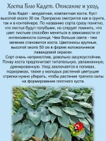 Хоста Блю Кадет