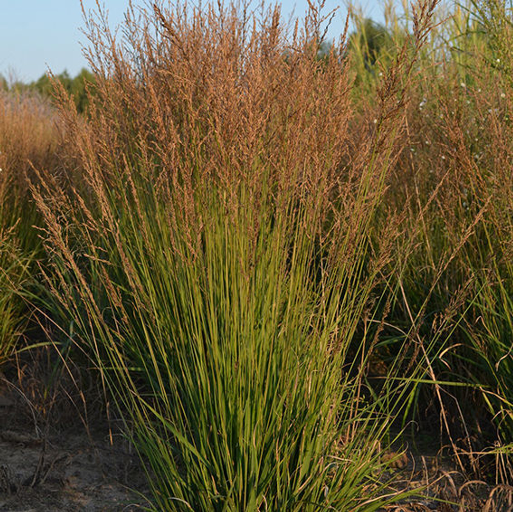 Молиния голубая "Poul Petersen". Molinia caerulea "Poul Petersen".