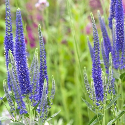 Вероника длинолистная "Blue Shades". Veronica longifolia "Blue Shades".