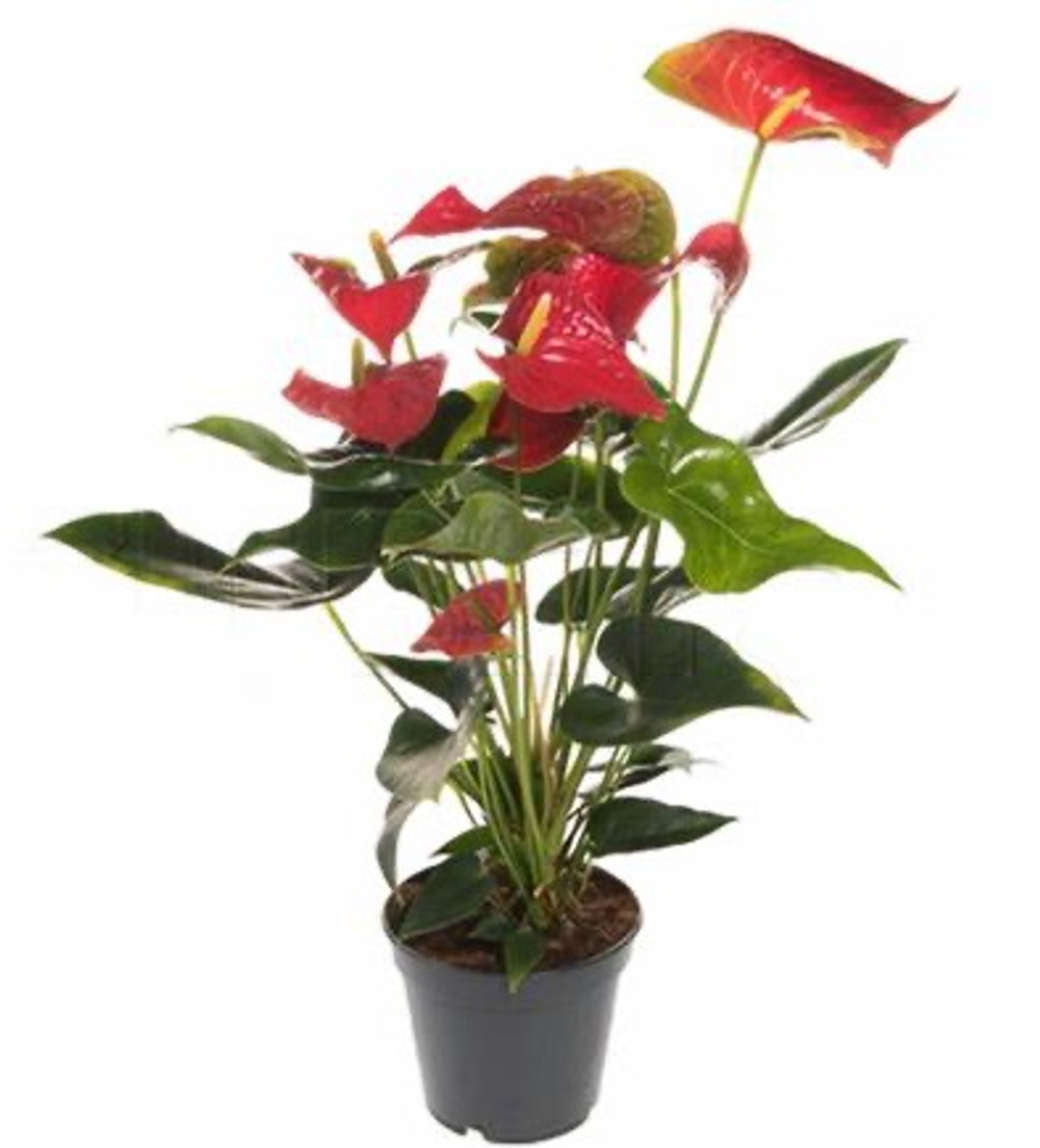 Антуриум Андрианум Красный