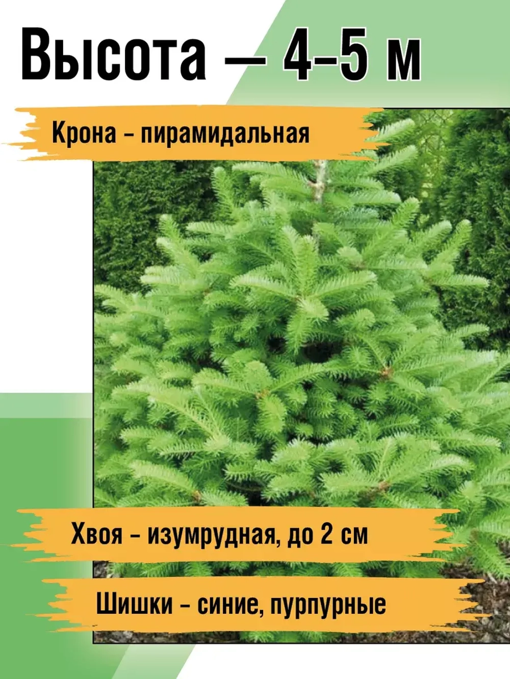 Саженец Пихта корейская