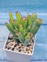 Сrassula Ovata Gollum (Крассула)