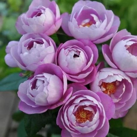 Буль Парфюм (Boul De Parfum)