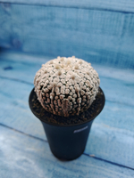 Astrophytum Asterias (Астрофитум)