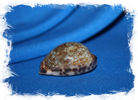 Ципрея граяна (Mauritia grayana)