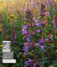 Шалфей испанский, натуральное эфирное масло БИО, Pranarom