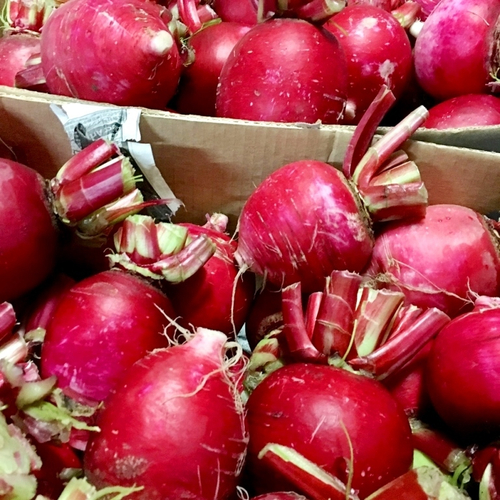 Японский Розовый Акадайкон - Ивакуни Ямагучи - 岩国赤大根 - Akadaikon Iwakuni Yamaguchi