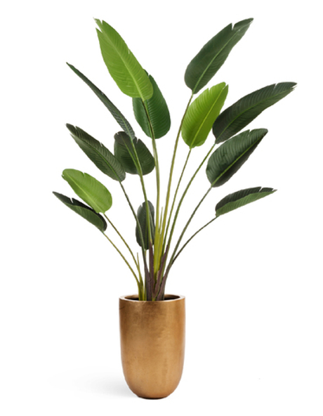 Стрелиция Style зелёная