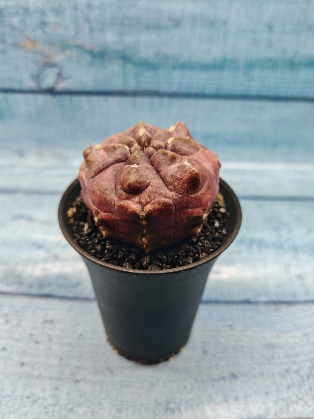 Gymnocalycium Daydream (Гимнокалициум)
