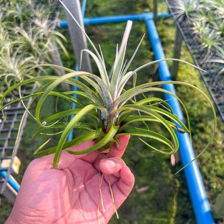 Тилландсия Hedi Gulz (exserta x streptophylla)