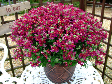 ЕВРО Немезия SUNPEDDLE Painted Rose укоренный черенок ОКС февраль 26 Kohen