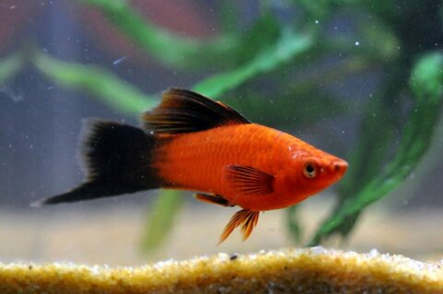 Меченосец Высокоплавничный